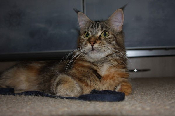 Светлана Светик