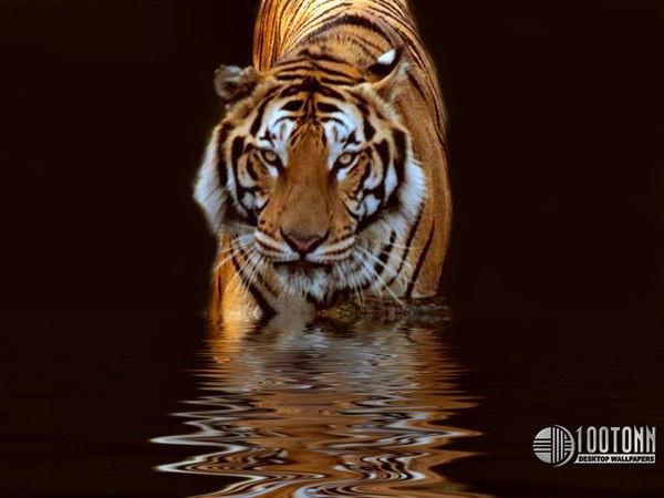 Майрам Бекузаров