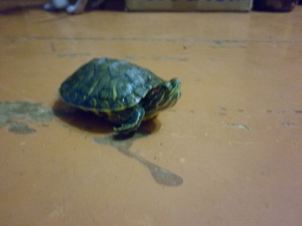 Васима Валькаева