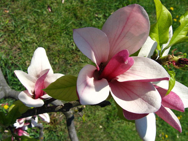 Алла Фёдорова