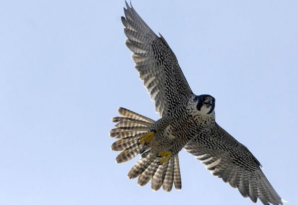 Виталий Соколов