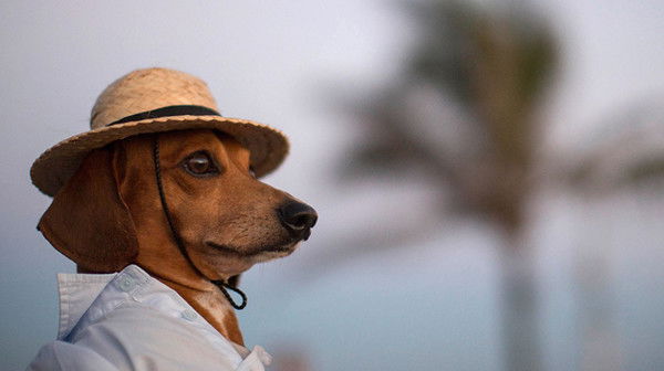 Елена Кривошеина