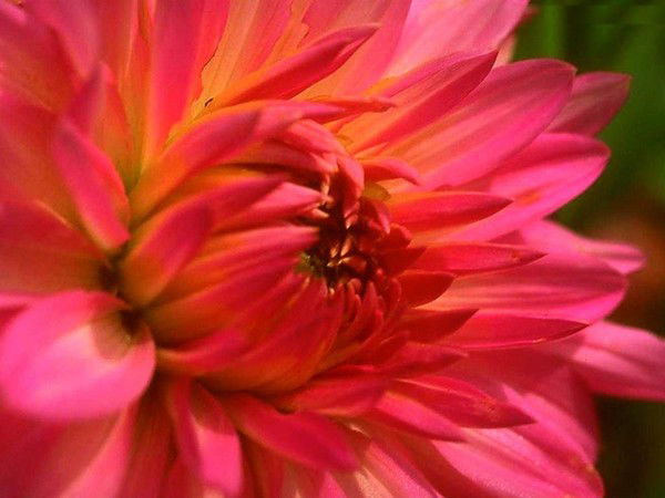 Администрации Тихорецкий Р-Н