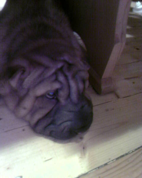 Михаил Кашин