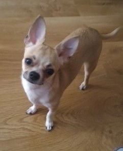 Олег Олегов