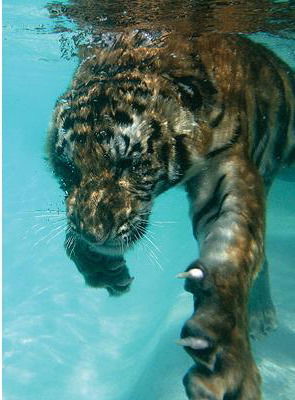 Тагир Теркулов