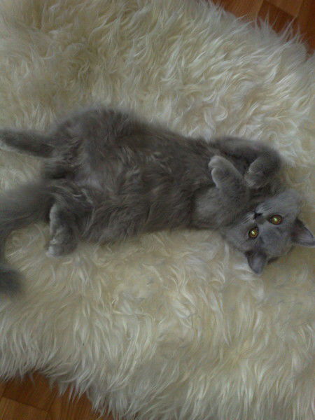 Марина Глинская