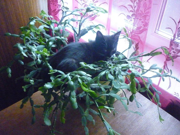 Елена Полетаева