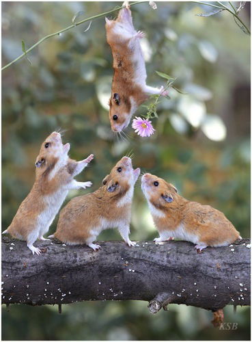 Тимур Краснов