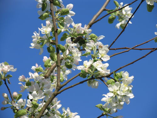 Александр Кирмель