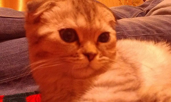 Вера Дубина