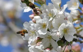 Елена Малюкова