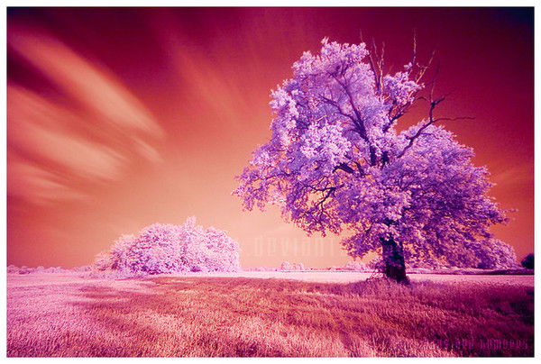 Анастасия Подгорная