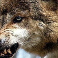 Влад Тесляев