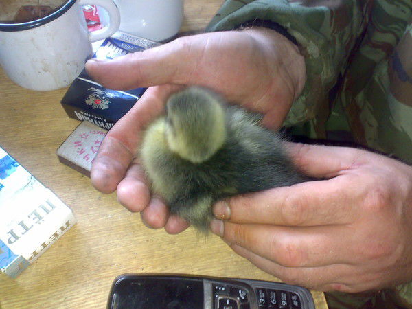 Андрей Мохначёв