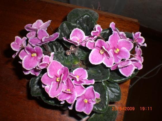 Ольга Ясницкая