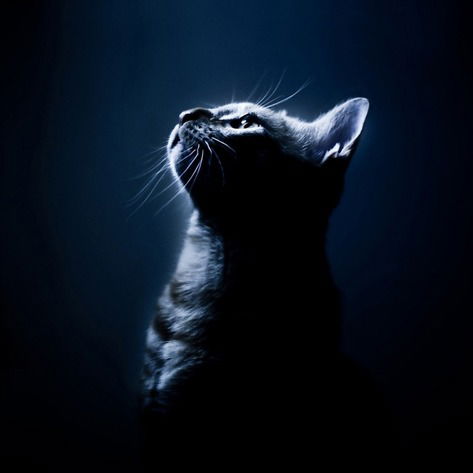 Всеволод Куренков