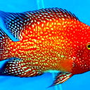 Косягин Андрей