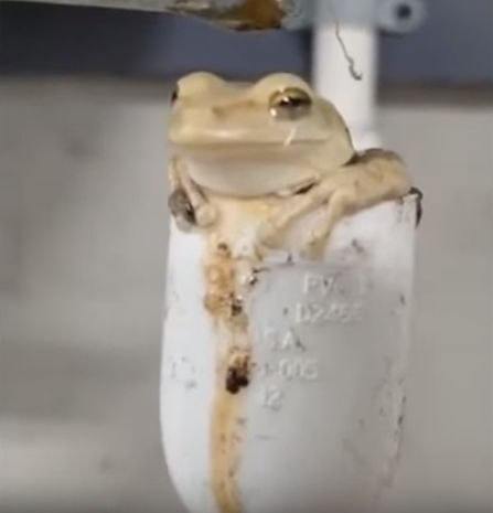 Евон Ебенградович