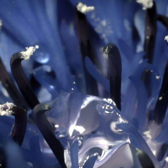 Елена Николаева