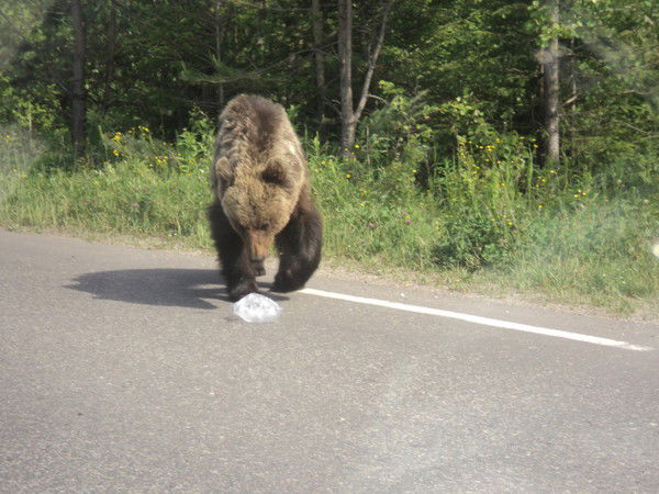 Алексей Шаульский