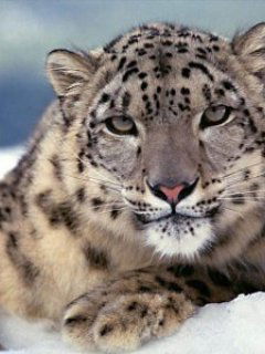 Ангел Светлая