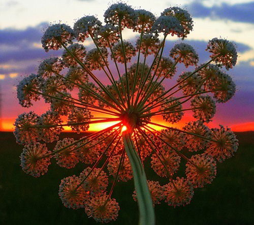 Вера Ковальчук