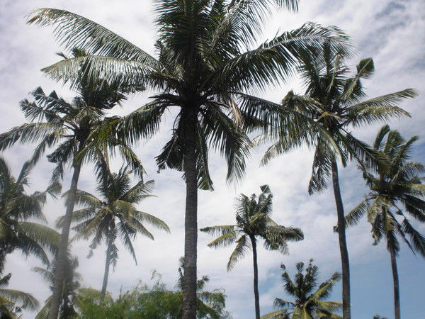 Андрей Раскостов