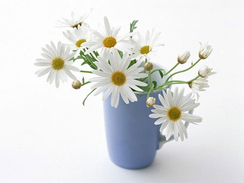 Елена Михайловна