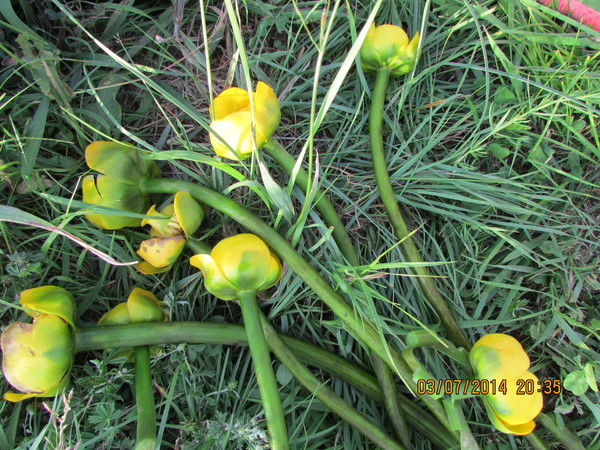 Ирина Картина