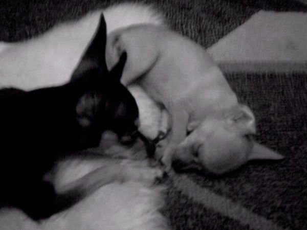 Галина Тузлукова