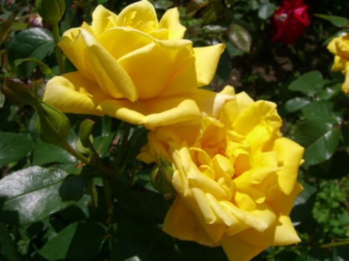 Анна Гордеева