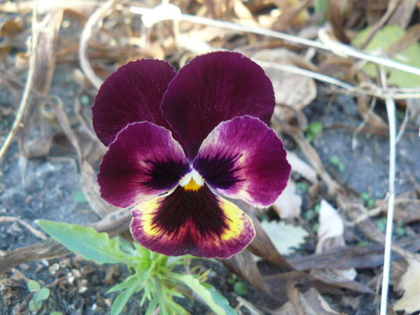 Гульмира Суйеуова