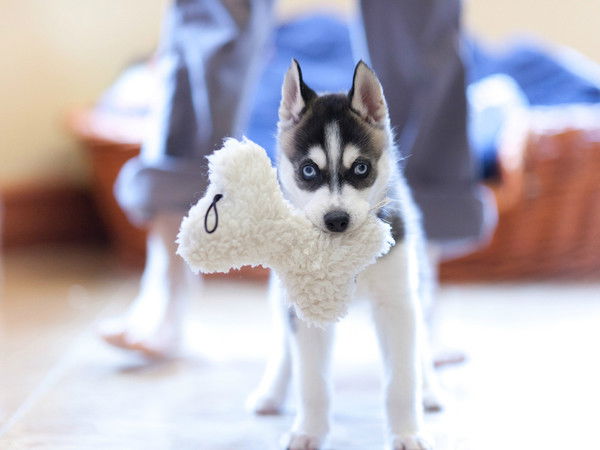 Екатерина Адеева