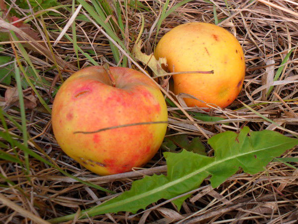 Ирина Литвинова