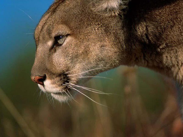 Елена Евгеньевна Неупокоева