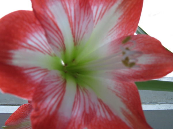 Оксана Могилевская