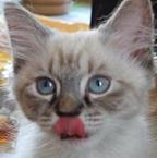 Анастасия Невская