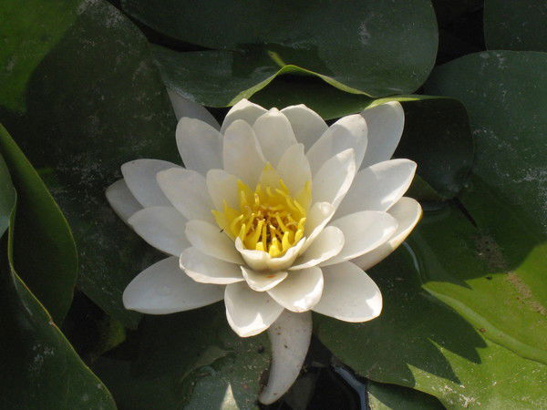 Юлия Поликарпова