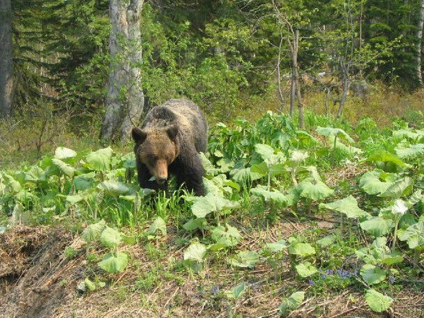 Игорь Мурзин