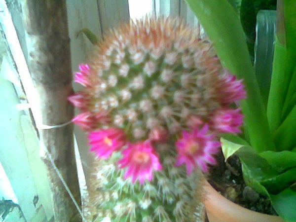 Наташа Тимошенко