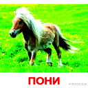 Баян Жуманберди