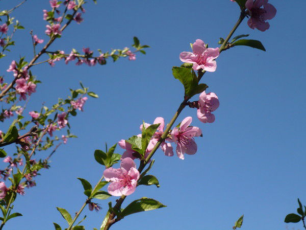 Ангелина Огурцова