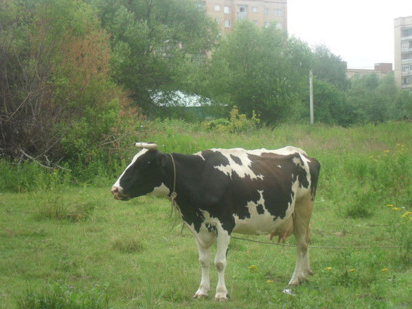 Дашка Машка