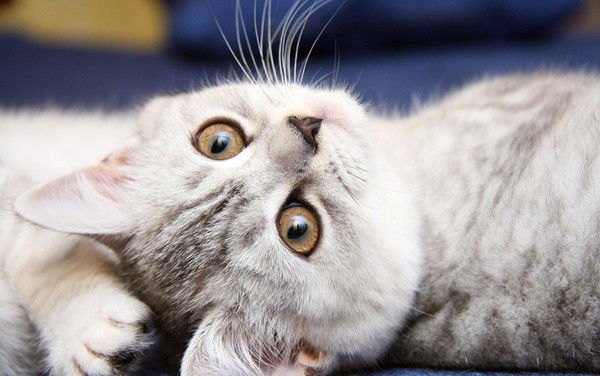 Елена Санникова