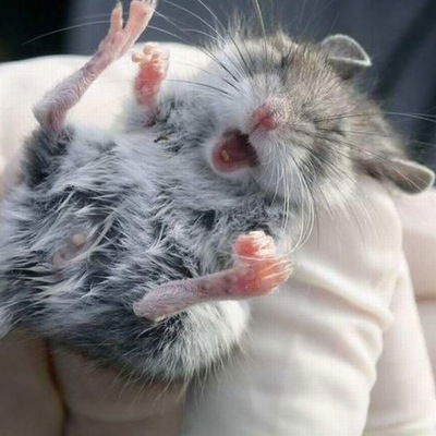 Эмилия Глебездова