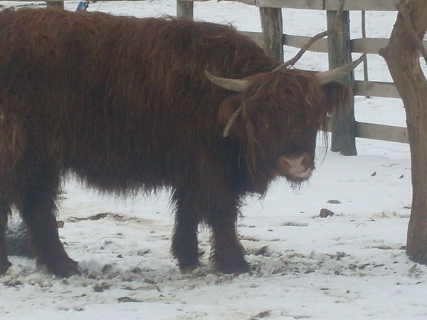 Вадим Лосев
