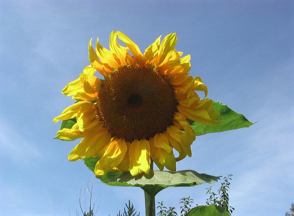 Владимир Кирков