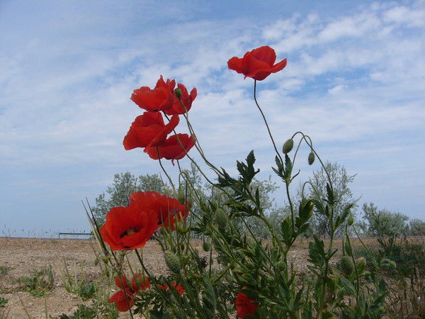 Victoria Gulina (Савран)