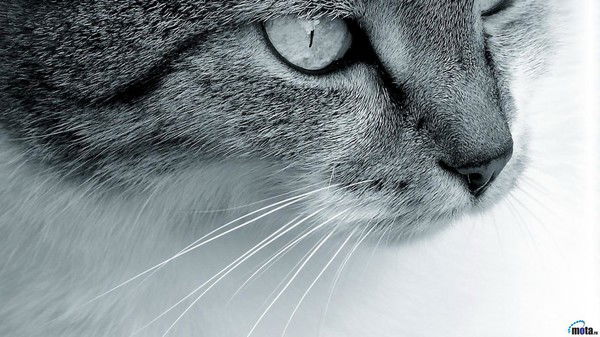 Buhmou104Filial Бухгалтерия104 Филиал